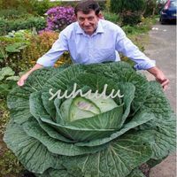 Wholesale 100 True Cabbage Seeds Organic Vegetable Seeds Green Brassica oleracea Easy to Grow High Quality Vegetable seeds bag