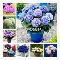Wholesale 20 Bag Mixed Hydrangea Seed Hydrangea Flower Beautiful China Hydrangea Flower Seeds Natural Growth For Home Garden Planting