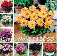 Wholesale 100 bag Potted Dahlia Flower Gorgeous Dahlia Seeds Various Kinds Bonsai Flower Seeds also called Chinese Peony Garden Plant