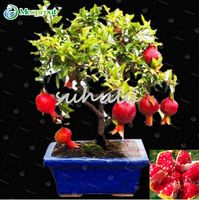 Wholesale 30 Bonsai Pomegranate Seeds Very Sweet Delicious Fruit Seeds Succulents Tree Seeds So Delicious Mini Bonsai For Home Gift