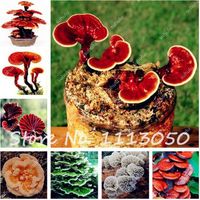 Wholesale On Sale Bag Ganoderma Lucidum Seeds Lingzhi Wild Reishi Mushrooms Seeds Vegetable Seeds DIY Potted Plant