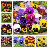 Wholesale Time Limit Beautiful Pansy Seeds Mix Color Wavy Viola Tricolor Flower Bonsai Potted Diy Home Garden
