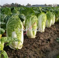 Wholesale 200PCS Chinese Delicious Cabbage Seeds Easy to Grow Nutritious Green Vegetable Seeds Brassica Pekinensis Plants Garden Supplies