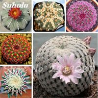 Wholesale 100 True Cactus Seeds Mini Cactus Prickly Pear Japanese Succulents Bonsai Flower Seeds Potted Plant For Home Garden