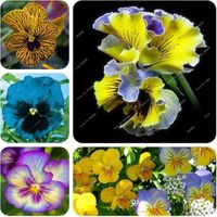 Wholesale Exotic Seed Pansy Seeds Mix Color Wavy Viola Tricolor Flower Seeds Indoor Bonsai Potted DIY Home Garden
