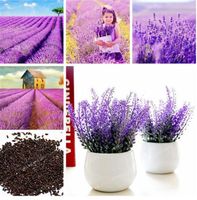 Wholesale 100 bag Lavender Seeds French Lavender Seeds Flower Seeds Very Fragrant Natural Growth Home Garden Plant for Children gifts