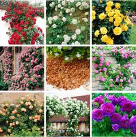 100 Pcs Rose Graines Mélange Plante Grimpante Vivace Rose Fleur Diy Maison Jardin Cour Cour Pot Fleur Roses Grimpantes