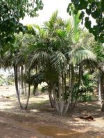 Wholesale Solitaire Palm SEEDS Garden Ornament Evergreen Trachycarpus Fortunei Bonsai Tropical Landscape Plants Home Garden B034