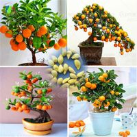 Wholesale 30 Bag Bonsai Orange Tree Seeds Organic Sweet Fruit Tree Seeds For Flower Pot Planters Very Big And Delicious