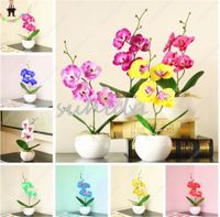 Wholesale 100 Mixed Phalaenopsis Orchid Seeds Bonsai Hydroponic Beautiful Flower Seeds For Four Seasons Perennial Flowering Plants Potted Charming