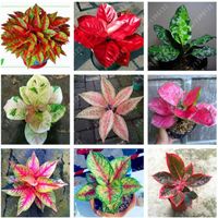 Wholesale 50 bag Aglaonema Pink Dud Beautiful Mosaic Plants Perennial Evergreen Trees Flower Seeds Houseplant Home Garden Potted