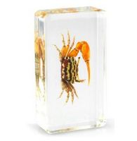 Crab in acrylic paperweight Fiddler Crab crab NG