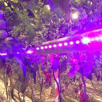 Wholesale Russia T8 Grow Plant Lights Waterproof IP65 cm cm W AC185 V V shape LED Tubes Bulbs Lamps Full Spectrum Lighting Growing Vegetables