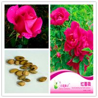 Wholesale 1 pack Original package Red rose Potted grass bonsai plant flower seeds Red rose Pink Hardy Perennial Bonsai Plant Hot sale
