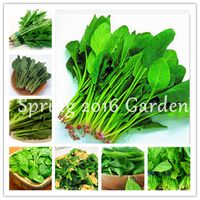 Wholesale Hot sale Spinach versatile organic vegetable seeds Spinach Salad Leaves Good Taste Non GMO DIY Home Garden bonsai Planting