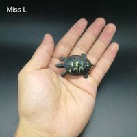 Wholesale 5 cm Tortoise Shocker Joke Fake Model Learning Science Discovery Training Mind Toy Game