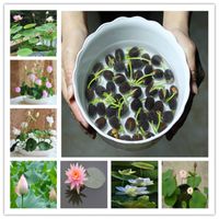 Wholesale Hot Sale flowers plant Potted gift Seeds Water Lily Bonsai Flower Plant for home and Garden planter