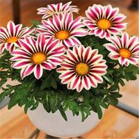 Wholesale Big promotion Violet daisy beautiful daisy bonsai flower seeds natural plant home garden decoration hot shipping