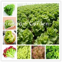 Wholesale New Greek Lettuce bonsai seeds good taste easy to grow great salad choice DIY Home potted plants green organic vegetable