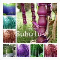 Wholesale 50 Bamboo Bonsai seeds Long Moso Bamboo Easy To Grow Gaint Phyllostachys Pubescens Plant Fresh Green Bamboo Tree For Home Garden