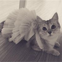 chocolate weenie dog