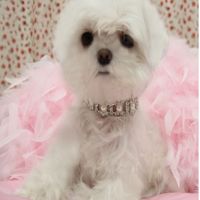 Wholesale Rhinestone Pearl Necklace Dog Collar Alloy Diamond Pet Collars Mascotas Dog Accessories Leashes For Little Dogs Pet Supplies