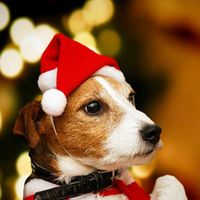 Wholesale 1pc Christmas Pet Hat Santa Claus Hat for Cats Dogs Puppy Xmas Decoration New Year Party Supplies Pet Costume Cartoon Free