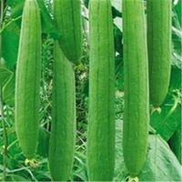 Wholesale 30 Loofah Luffa cylindrica angular towel gourd seeds long luffa organic vegetable for home garden plants Easy to grow shipping