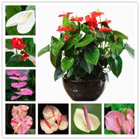 Wholesale 200 Seeds Rare Flower Anthurium Bonsai Balcony Potted Plant Anthurium Flower herb flower Bonsai For DIY Home Garden Easy To Grow