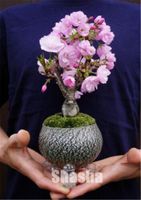 Wholesale Rare Japanese sakura Cherry Blossom seeds For Garden Flower Bonsai Tree Indoor flowers plants Easy Grow Flower Pots Planters