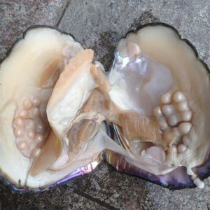 2018 Party Fun Freshwater Pearls Shells Vacuum Packaging Real Natural Pearl Oysters Big Monster Oysters Gift BP011202u
