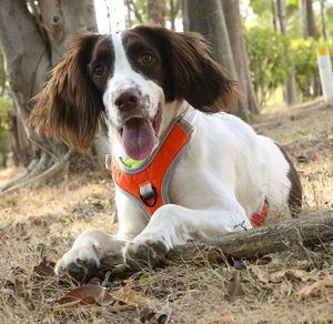 huisdier borst terug nieuwe hond borstriem verstelbare outdoor wandelen grote hond borstband reflecterende riem hond benodigdheden groothandel