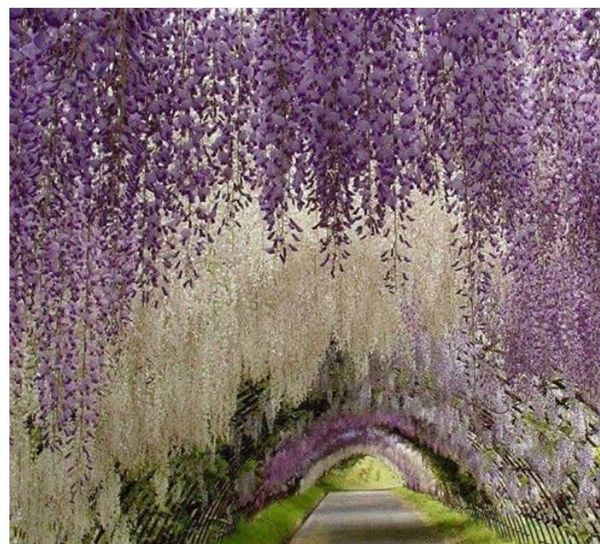 2021 Flores artificiales Simulación Wisteria Vine Decoraciones de boda Planta de seda larga y corta Ramo Habitación Oficina Jardín Accesorios nupciales