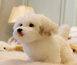 2024 Hoge Kwaliteit Simulatie Dier Maltese Hond Pluche Pop Mini Zachte Huisdier Dieren Hond Baby Cadeau Decoratie 27x12x22cm