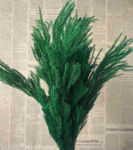 2030cm30g réel séché naturel frais pour toujours lycopodium branches decorative club moss bouquet de sauterelle éternelle préservée 2207761859