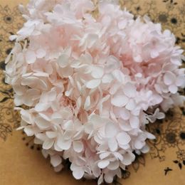 20 g/lot, fleur d'hortensia Anna préservée de haute qualité, tête de fleur naturelle pour boîte-cadeau bricolage, véritable décoration de fête de mariage éternel 220406