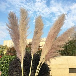 20pcs / lot couleur plantes séchées pampas herbe naturel phragmites communis décoration pour la maison mariage bouquet de fleurs 56-60cm hauteur1320o