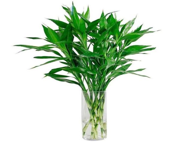 20 pièces bambou chanceux saison de plantation à croissance rapide purifier l'air absorber les gaz nocifs croissance naturelle variété de couleurs aérobie Potte6616861