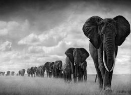 Peintures d'éléphant et de tigre en noir et blanc, 20 styles au choix, Film d'art imprimé, affiche en soie, décoration murale de maison, 60x90cm, 8950026