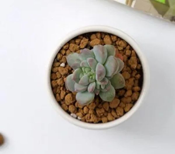 240pcs Pots de bonsaï en céramique Mini Mini Porcelaine de porcelaine Flongers Fournisseurs pour l'ensemence