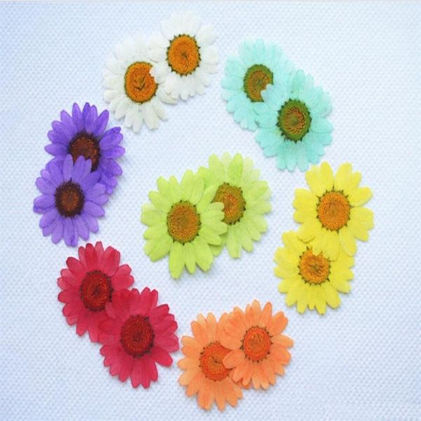 250pcs 30mm pressé pressé marguerite chrysanthème paludosum plantes à fleurs sèches pour résine époxy pendentif collier fabrication de bijoux Cr192p