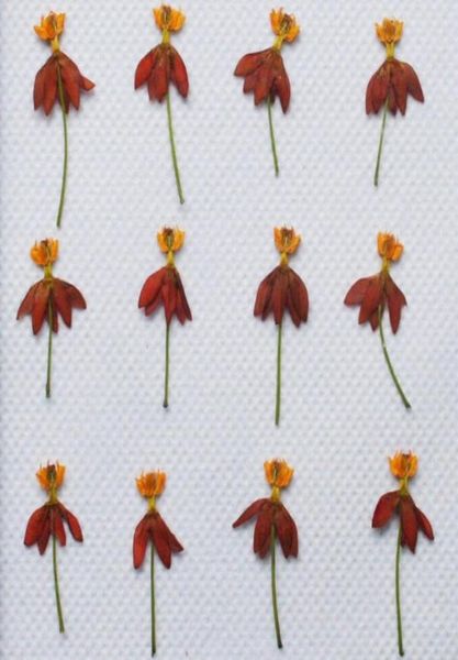 250pcs Presses de fleurs de danse séchées plantes sèches pour le collier pendentif en résine époxy fait des accessoires d'artisanat diy6393010