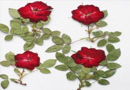 250pcs fleur de rose séchée pressée rouge avec feuille branche pour le collier pendentif en résine époxy Faire des accessoires de bricolage artisanal5659368