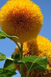 Teddy Bear Sunflowers Semi Semi di girasole Balcone Piante in vaso Giardino Bonsai Semi di fiori Facile da Plant10pcs / lot RS61