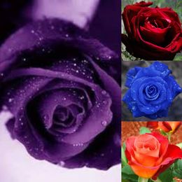 Vente Chaude Coloré Rainbow Rose Graines Pourpre Rouge Noir Blanc Rose Jaune Vert Bleu Rose Graines Plante Jardin Belle Fleur Graines