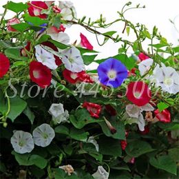 200 Pcs Seeds Hanging Flower Mixed Morning Glory Bonsai Rare Color Petunia Flower Potted Plant for Home Garden Decor Easy Grow