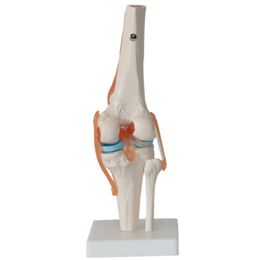 Menschliches Skelett Kniegelenk Anatomie Modelle Skelett Modell mit Bändern Joint Modell Medical Science Teaching Supplies