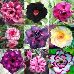 10 Pcs 9 Couleurs De Graines Mélangées Adenium Obesum Double Desert Rose Fleur Bonsaï Pot Plante Vivace Diy Décoration à La Maison