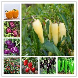 Pimentao Bonsai Online Para Venda Dhgate Com Pimentao Bonsai Online Para Venda Dhgate Com