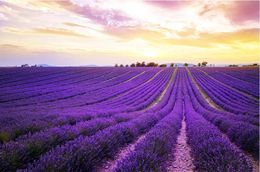 beautiful scenery wallpapers Beautiful purple lavender flower field TV background wall painting